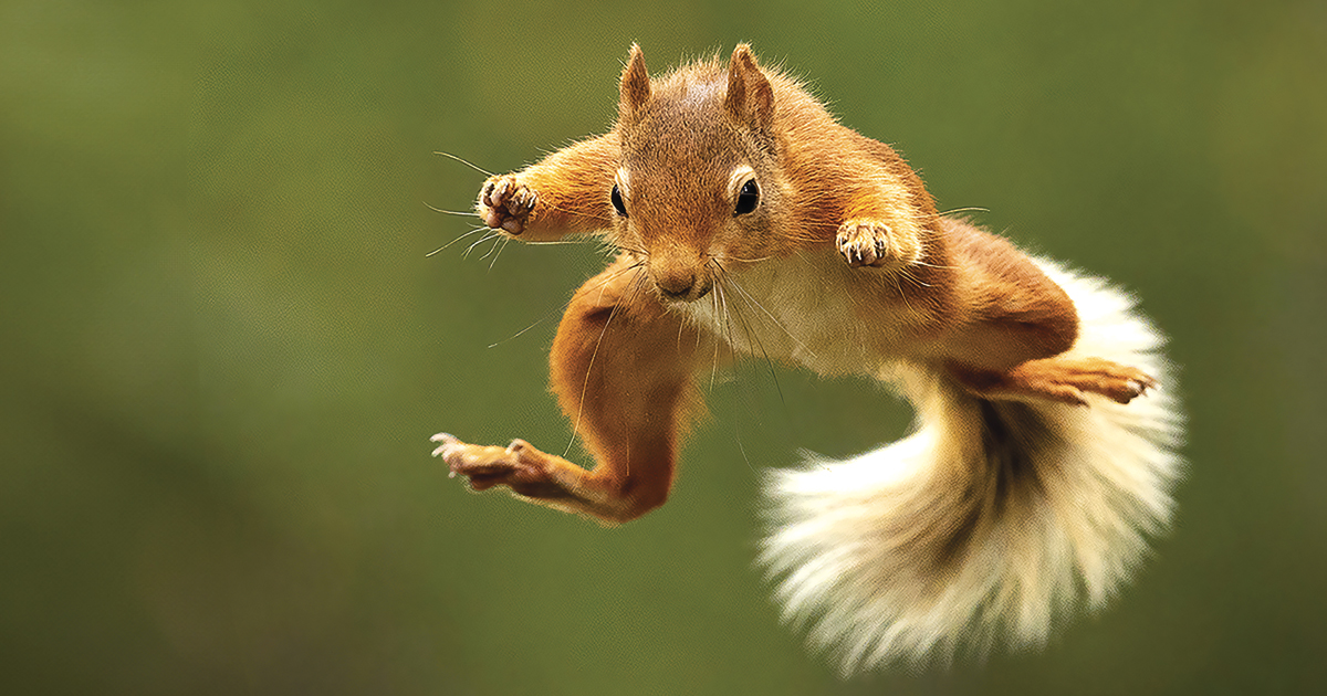 On Fear and Flying Squirrels